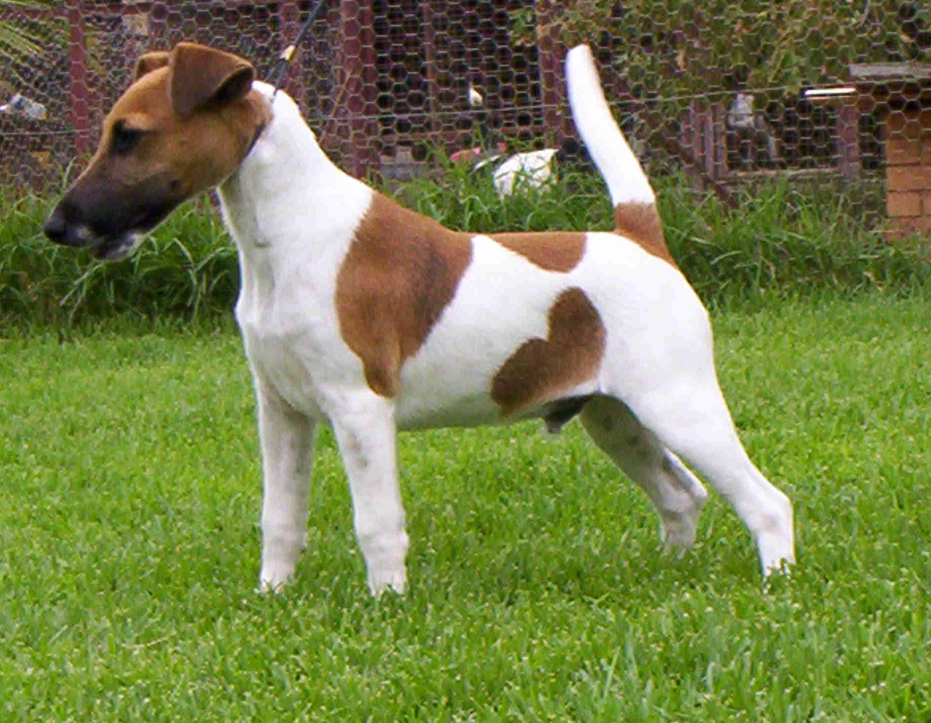 fox-terrier-pelo-duro-pelo-liso (11)