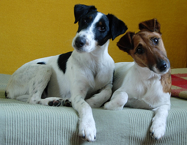 fox-terrier-pelo-duro-pelo-liso (12)