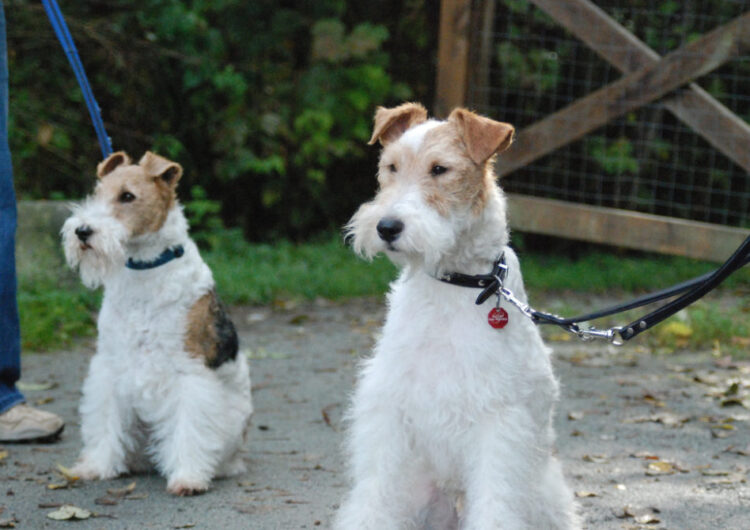 fox-terrier-pelo-duro-pelo-liso (13)