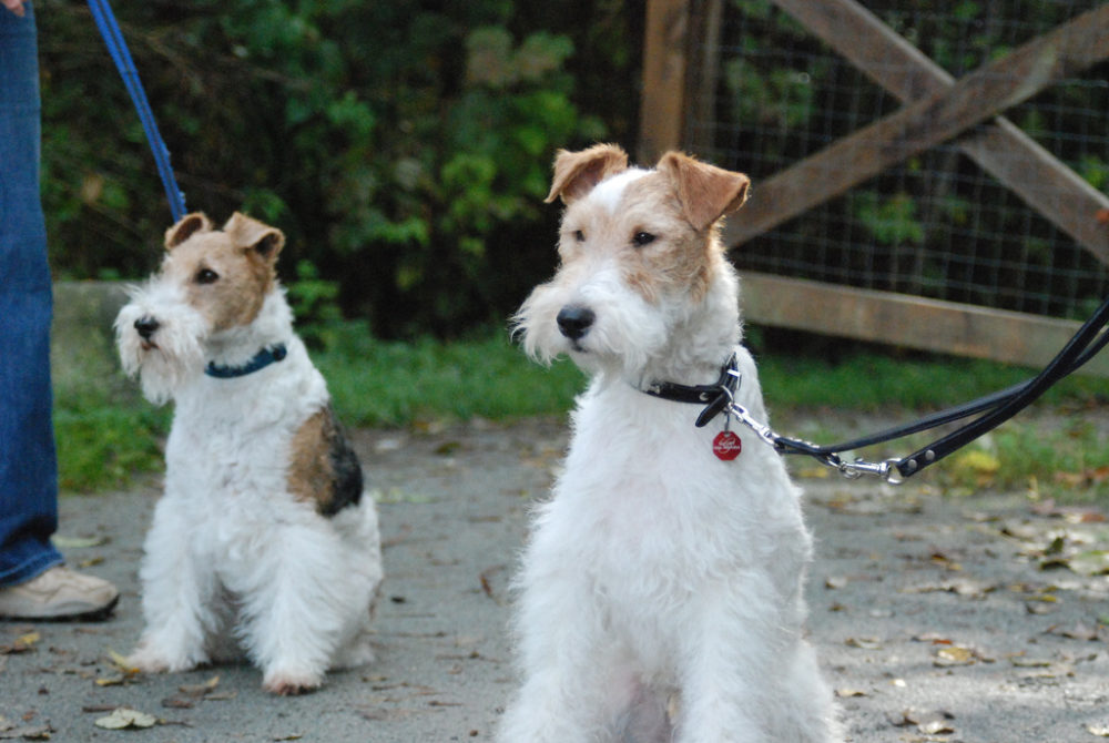 fox-terrier-pelo-duro-pelo-liso (13)