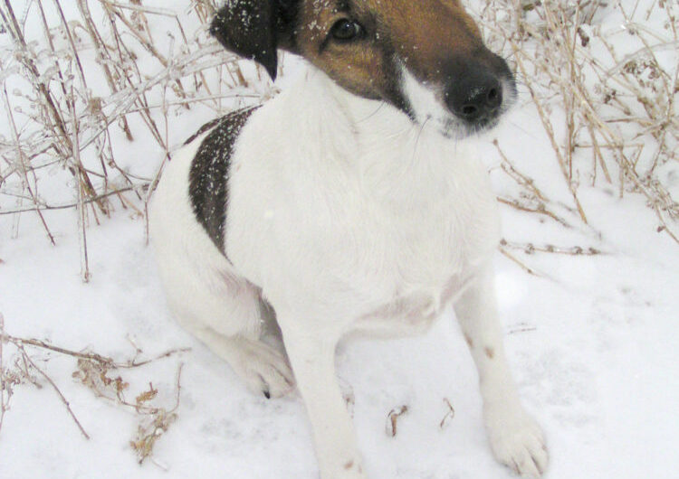 fox-terrier-pelo-duro-pelo-liso (15)