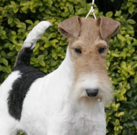 fox-terrier-pelo-duro-pelo-liso (16)