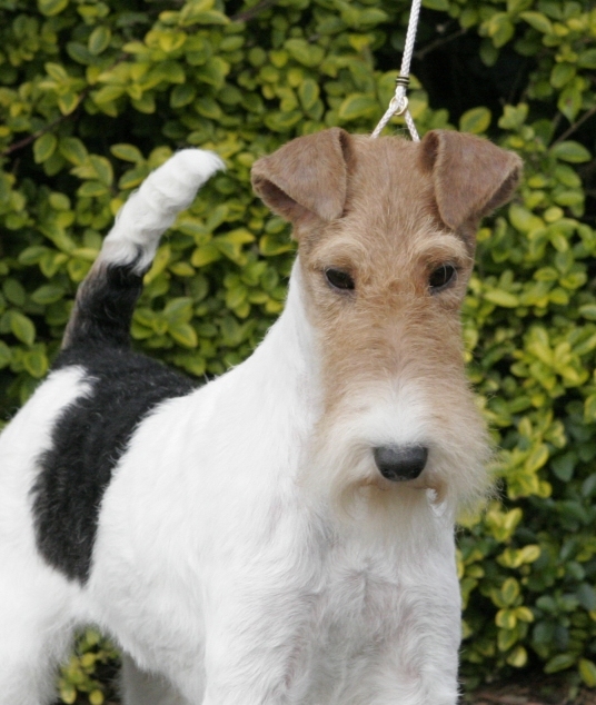 fox-terrier-pelo-duro-pelo-liso (16)