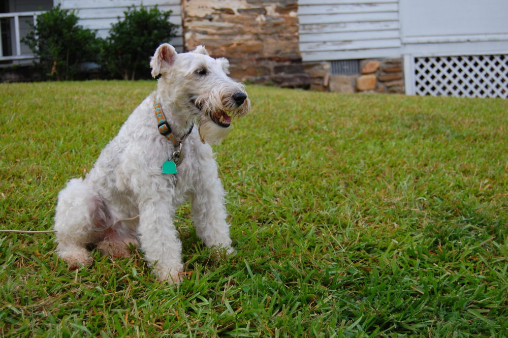 fox-terrier-pelo-duro-pelo-liso (17)