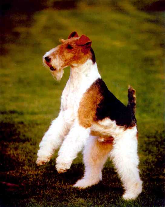 fox-terrier-pelo-duro-pelo-liso (18)