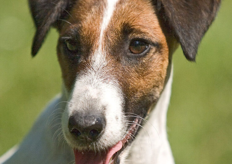 fox-terrier-pelo-duro-pelo-liso (2)