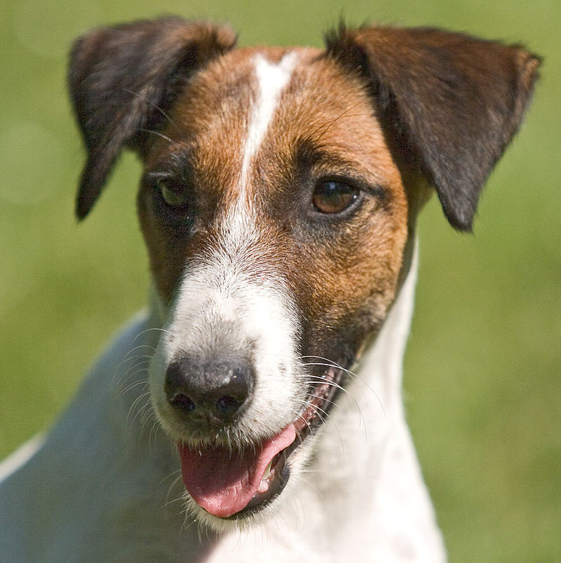 fox-terrier-pelo-duro-pelo-liso (2)