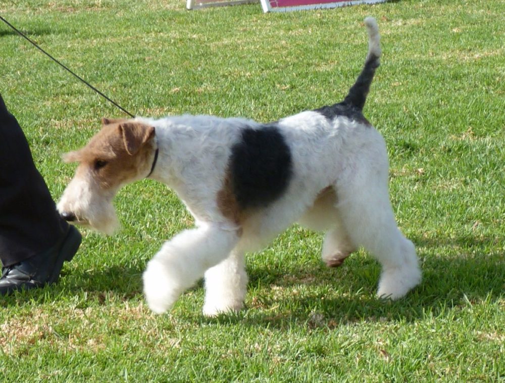 fox-terrier-pelo-duro-pelo-liso (3)