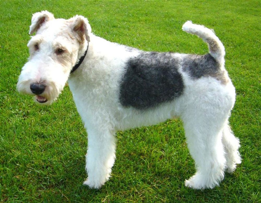 fox-terrier-pelo-duro-pelo-liso (5)