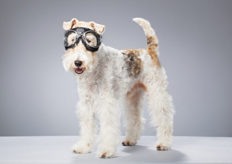 Portrait of a Fox Terrier