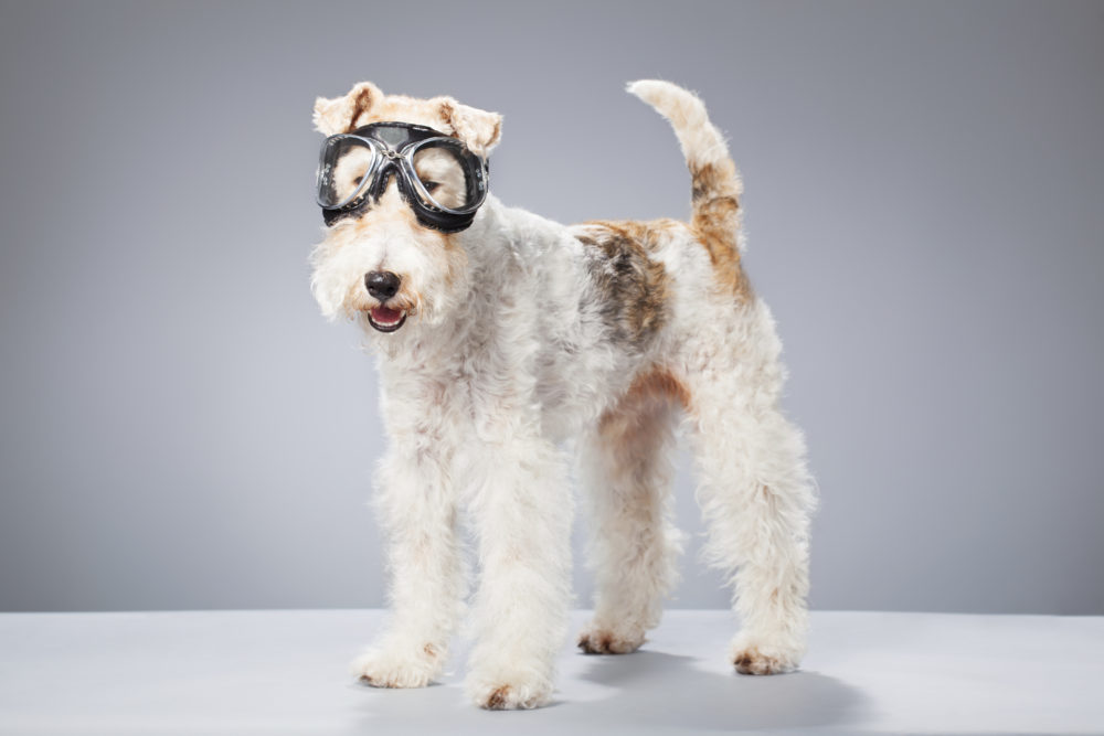 Portrait of a Fox Terrier