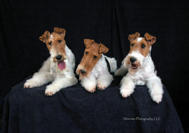 fox-terrier-pelo-duro-pelo-liso (7)