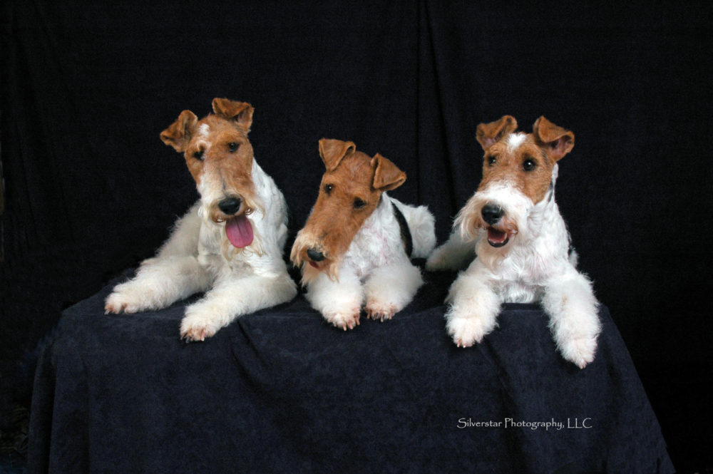 fox-terrier-pelo-duro-pelo-liso (7)