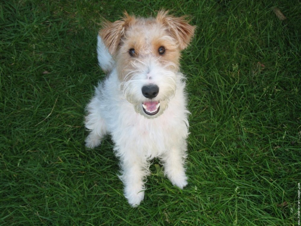 fox-terrier-pelo-duro-pelo-liso (8)