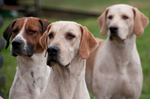 cachorros que são bons farejadores