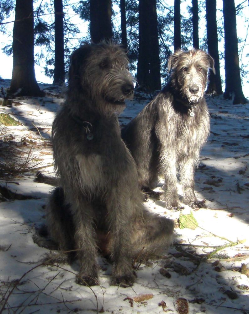 galgo-irlandes (1)