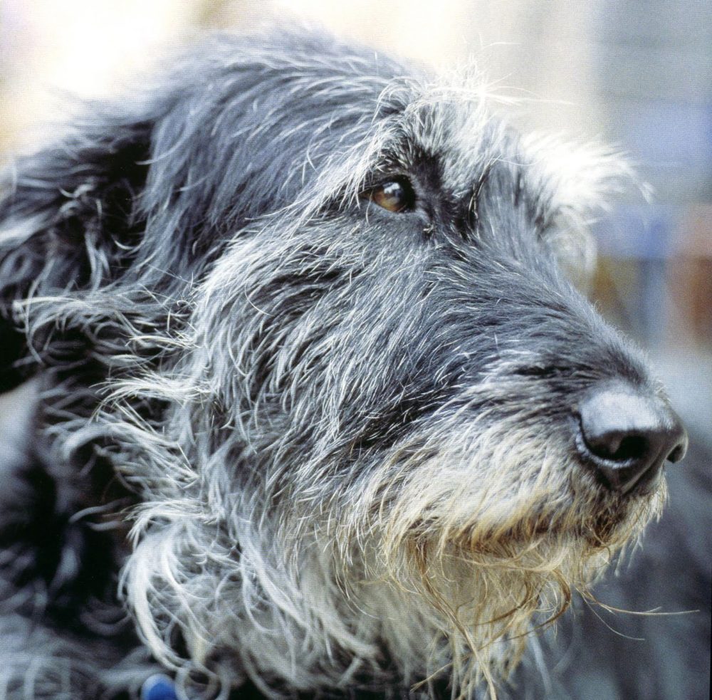 galgo-irlandes (10)