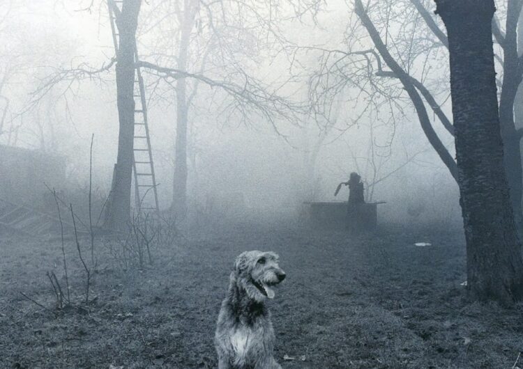 galgo-irlandes (11)