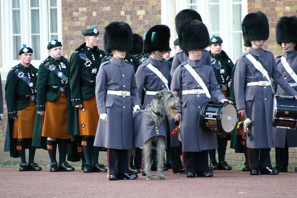 galgo-irlandes (12)