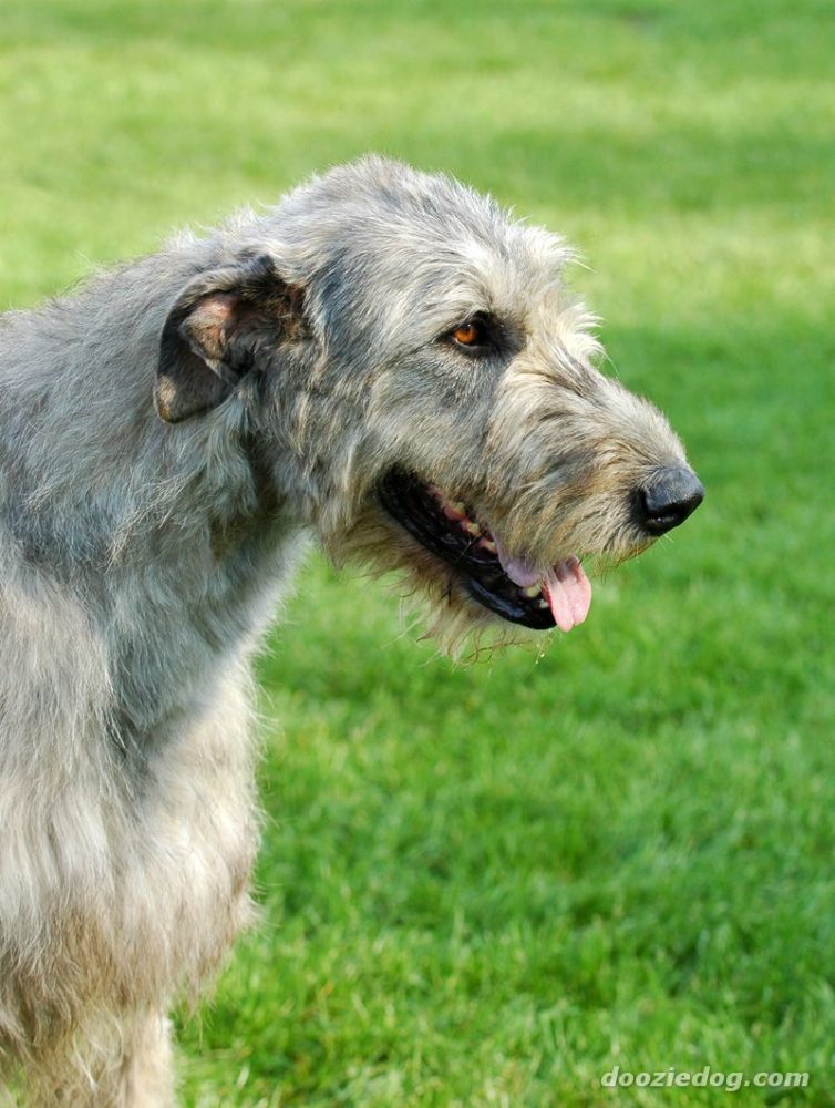 galgo-irlandes (13)