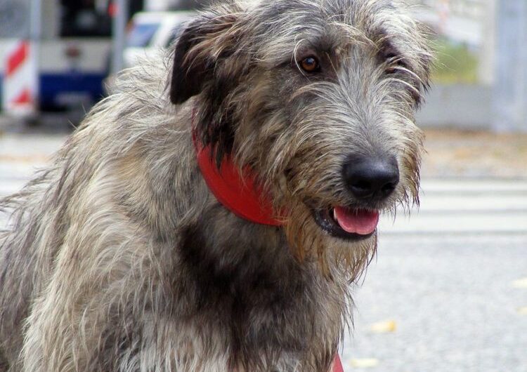 galgo-irlandes (14)