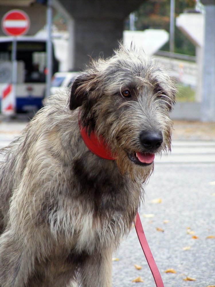 galgo-irlandes (14)