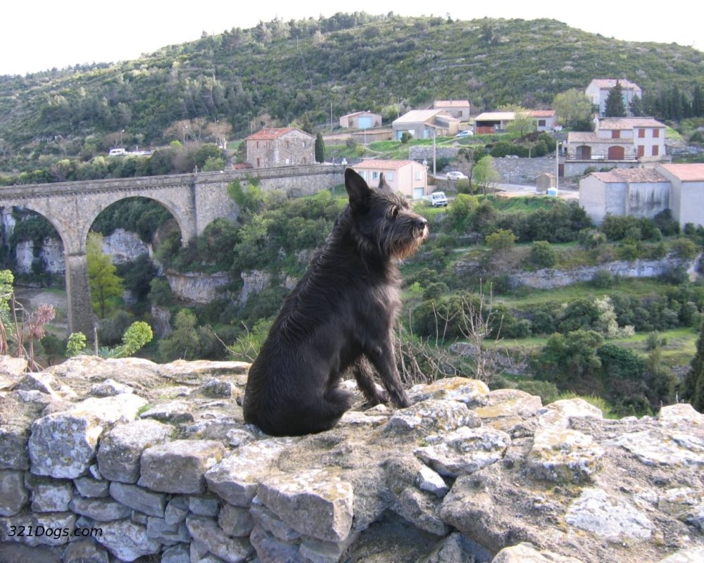 galgo-irlandes (15)