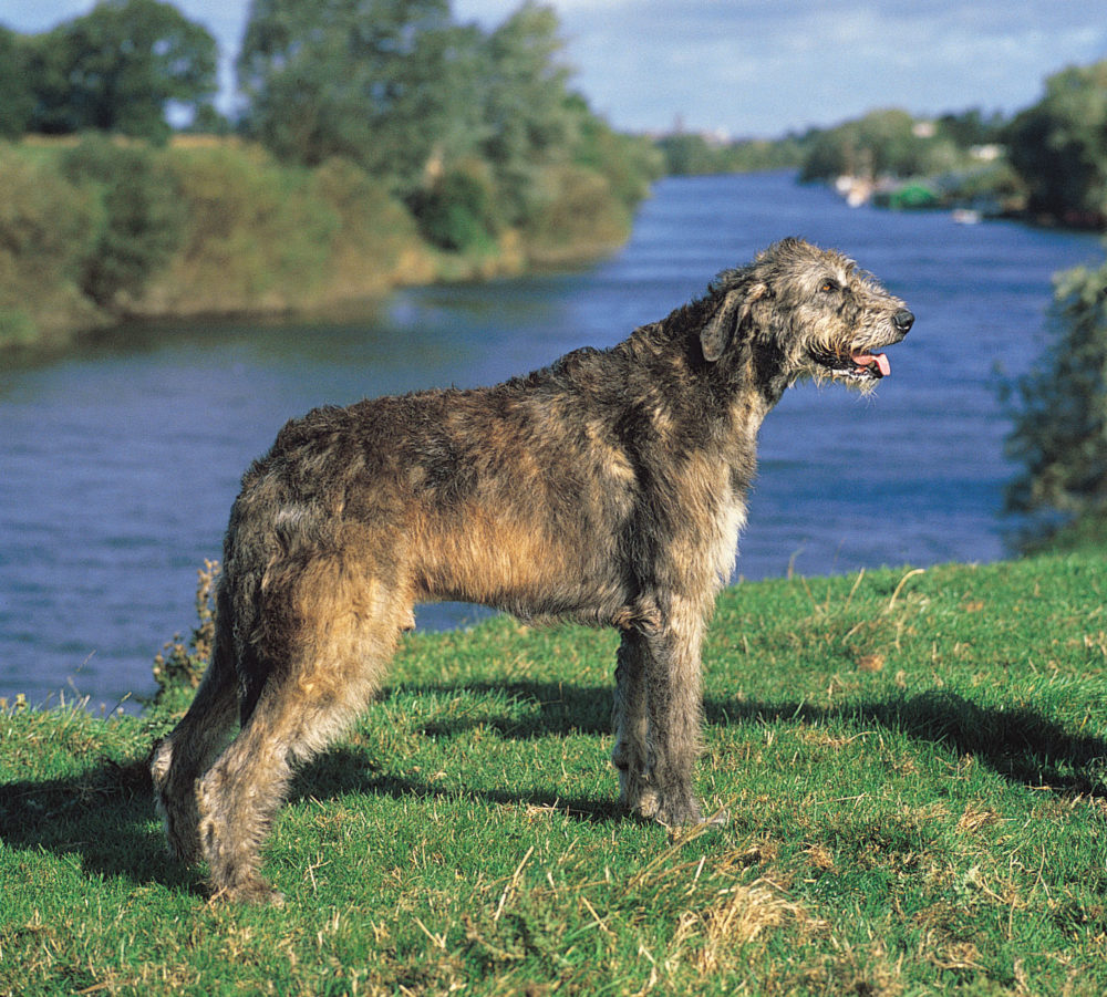 galgo-irlandes (17)