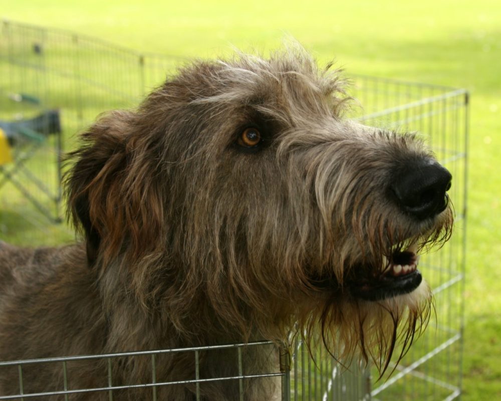 galgo-irlandes (18)