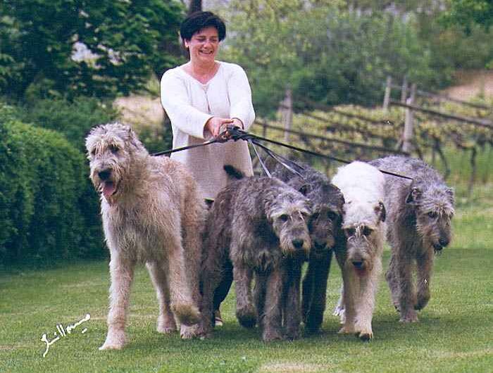 galgo-irlandes (19)
