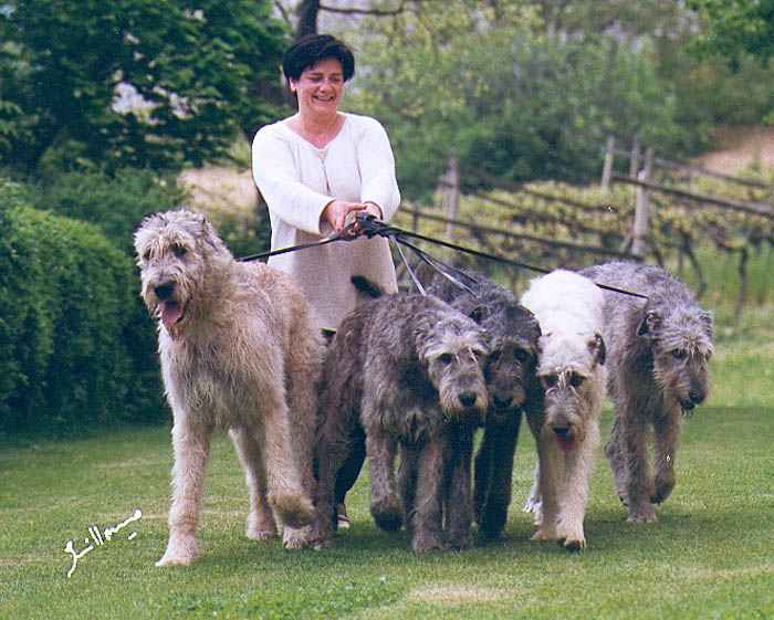 galgo-irlandes (19)