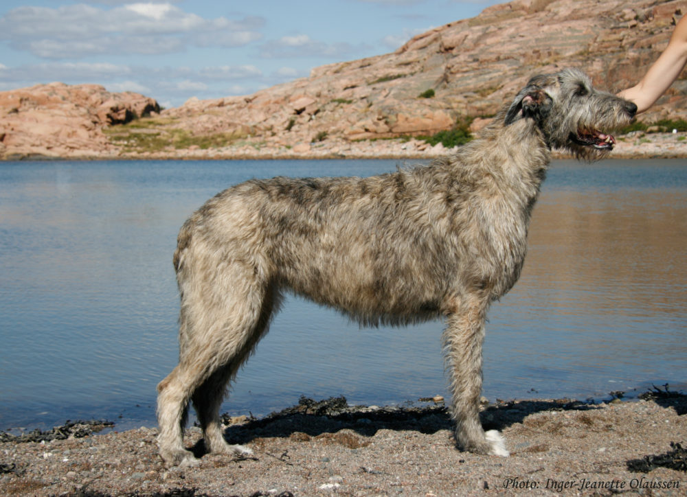 galgo-irlandes (21)