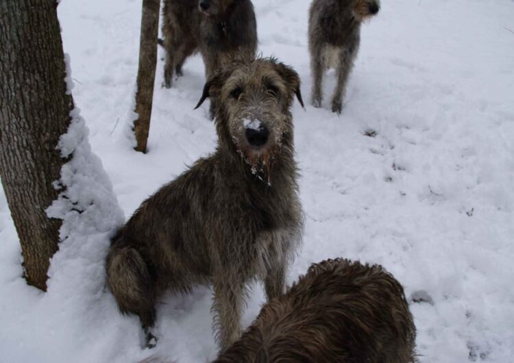 galgo-irlandes (22)