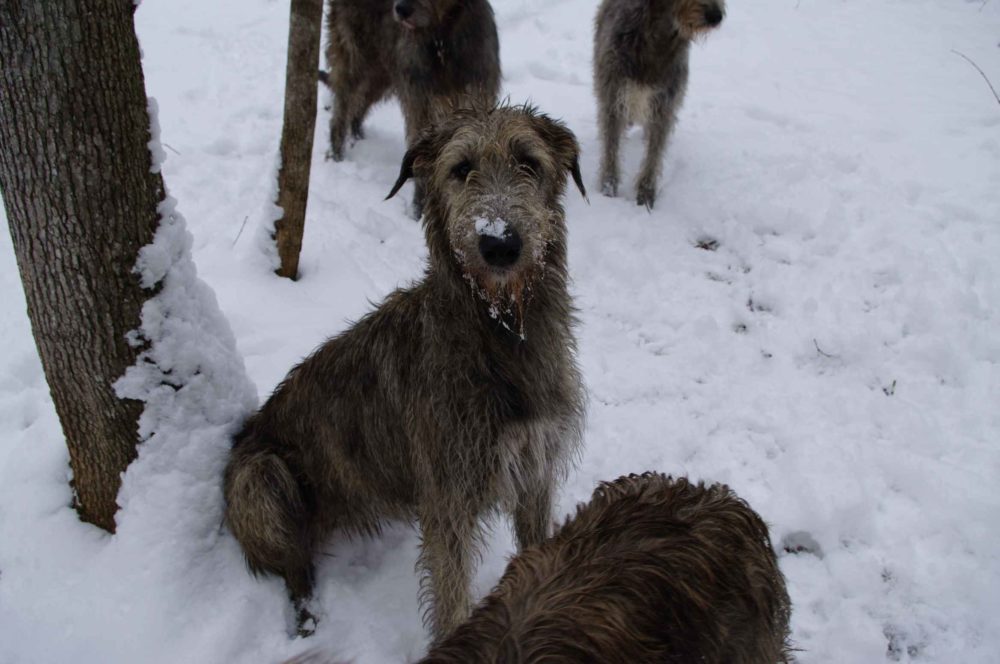 galgo-irlandes (22)