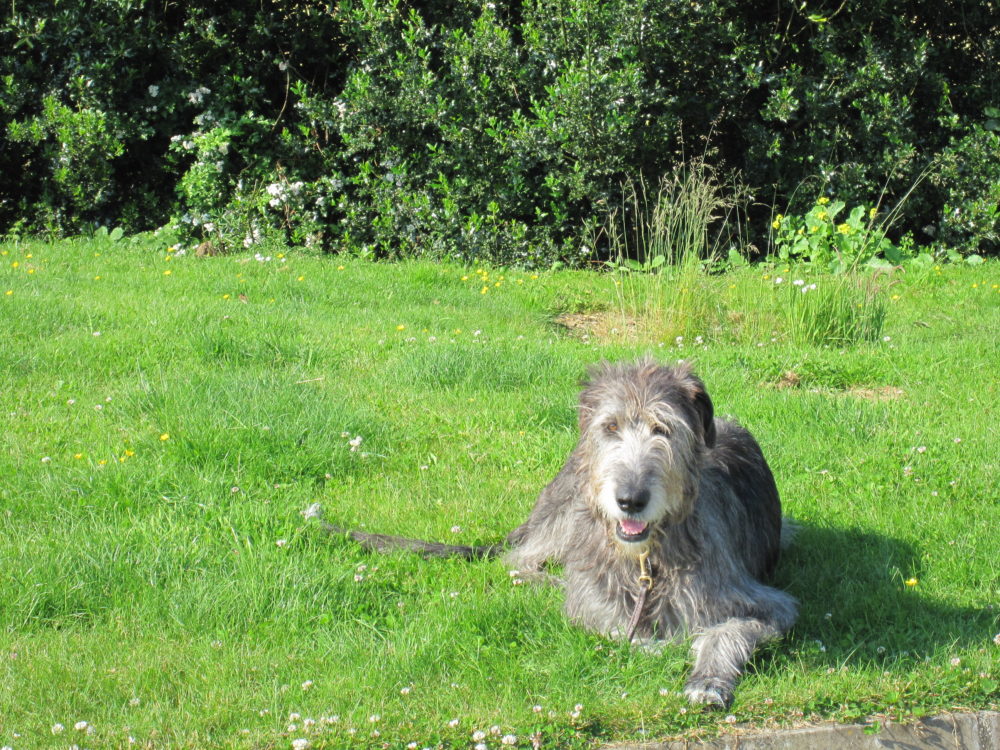galgo-irlandes (23)