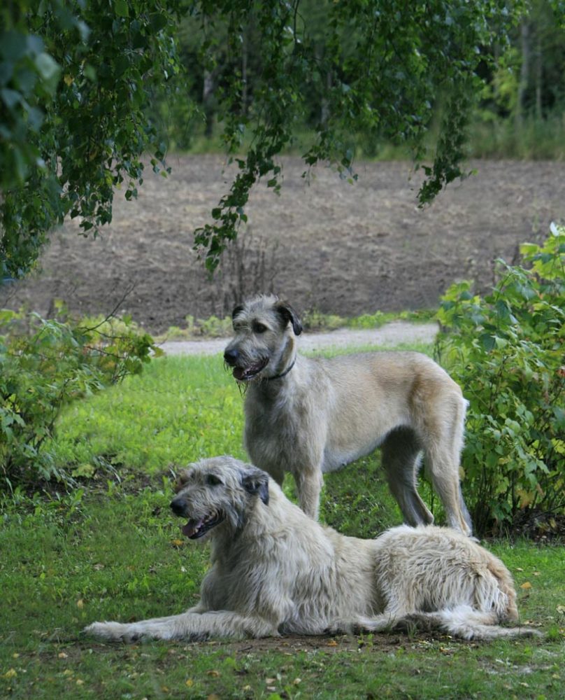 galgo-irlandes (24)