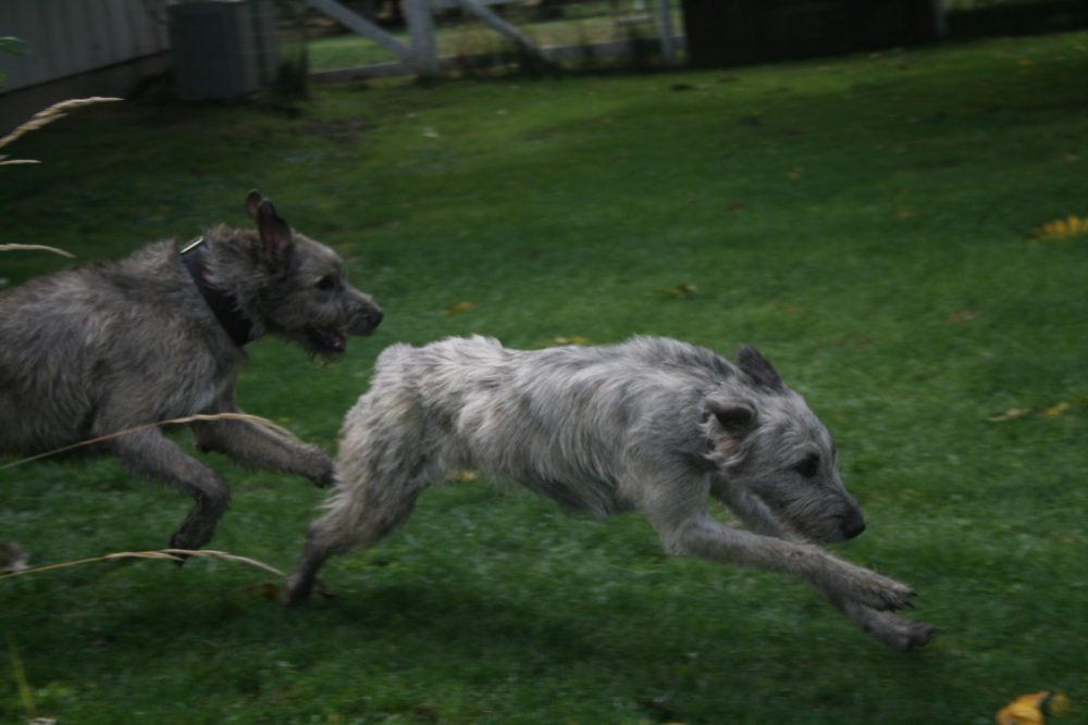 galgo-irlandes (25)