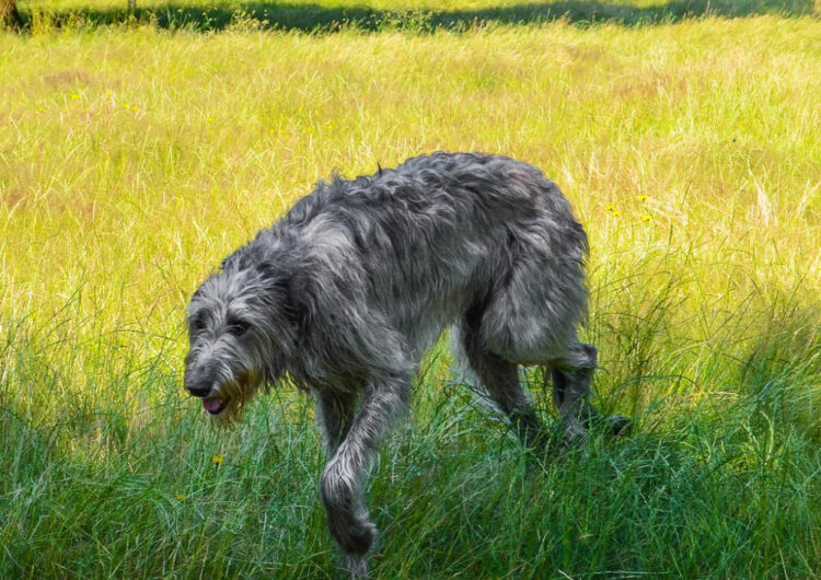 galgo-irlandes (3)