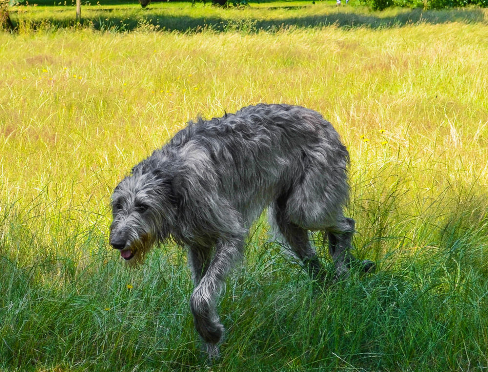 galgo-irlandes (3)