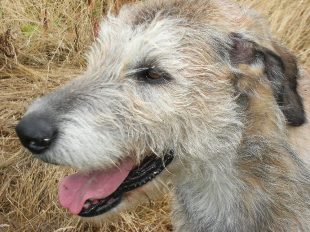 galgo-irlandes (4)
