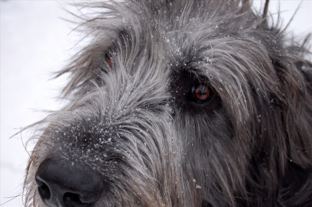 galgo-irlandes (5)