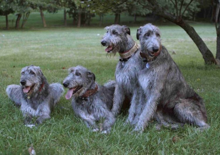 galgo-irlandes (6)