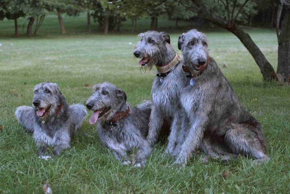 galgo-irlandes (6)