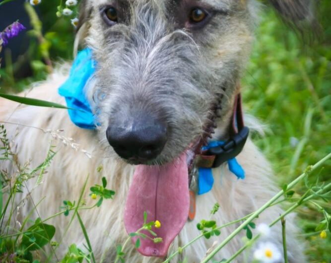 galgo-irlandes (9)