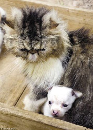 A gata Niuniu e seu filhote de cachorro. (Foto: Reprodução / Daily Mail UK)