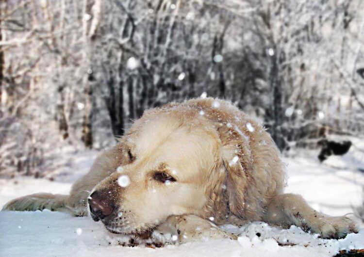 golden-retriever (1)