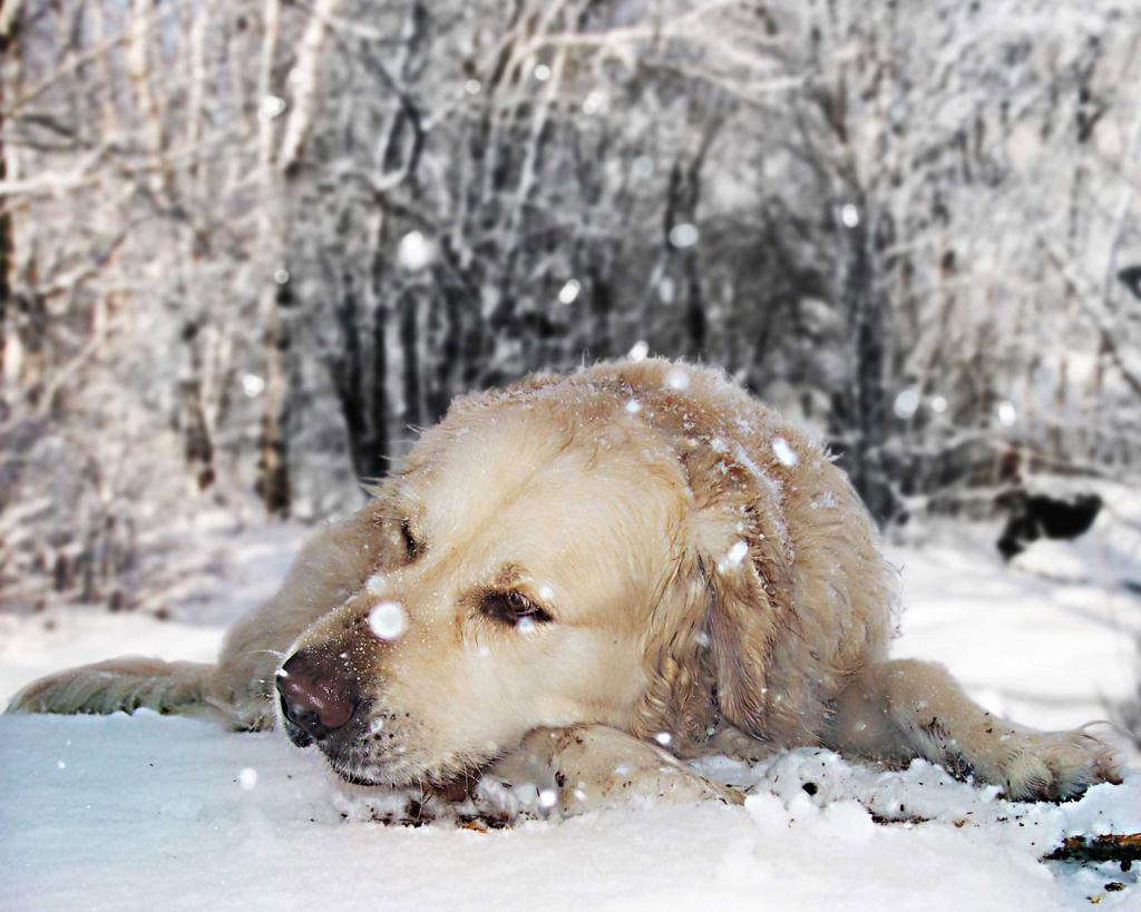 golden-retriever (1)