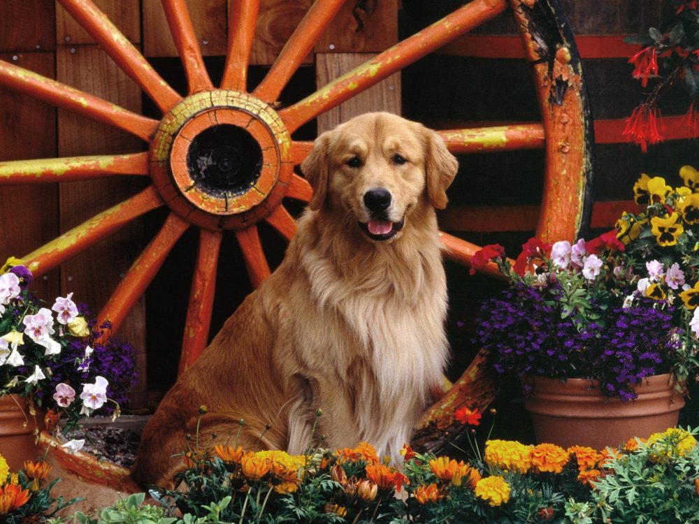 golden-retriever (10)