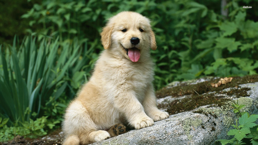 Golden Retriever (Canis familiaris) portrait of a puppy sitting on a rock in garden