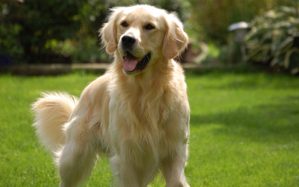 golden-retriever (12)